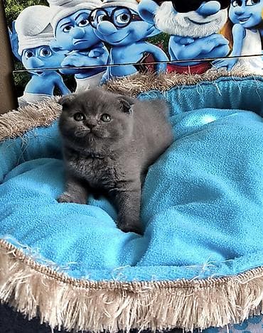 tüksüz pişik cinsi: Şotland yastı qulaq, Dişi — 5