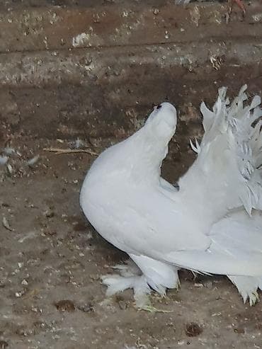 feniks quşu: Məhsul: Bəzəkli göyərçinlər – ağ rəngli, quyruğu yelpikvari Təsvir: - — 6