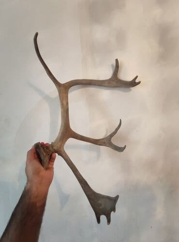 İşıqlandırma: Təbii Maral buynuzu satılır — 5
