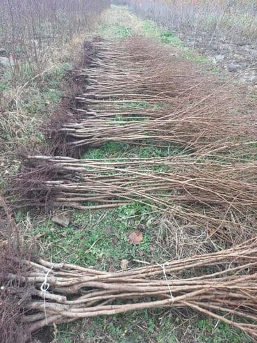 продам ворота бу: Саженцы деревьев — 2