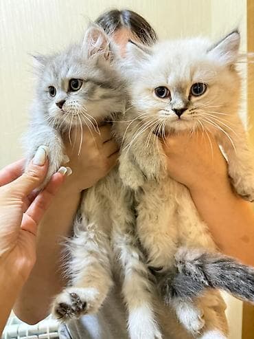 pisi: Şotland uzun tüklü — 5