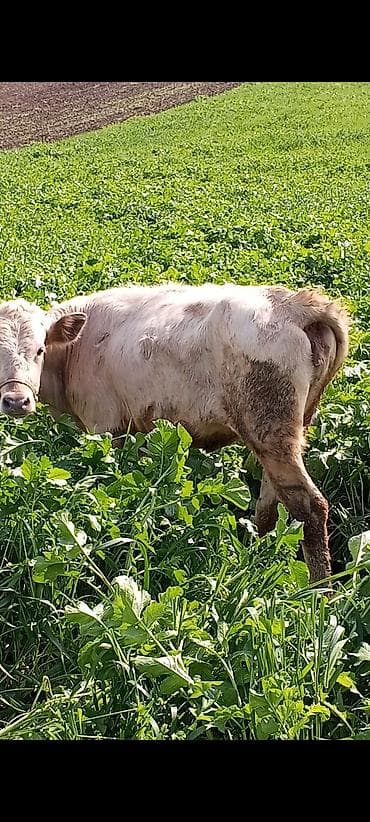 tap az qoyun: Cins: Ağ rəngə çalan, yüngül ləkəli dana (qara-bəyaz qarışıq tonlar — 2