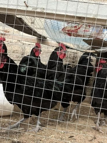 Qoyunlar, qoçlar: Qara rəngli xoruzlar – damazlıq üçün Məhsul təsviri: - Tamamilə qara — 5