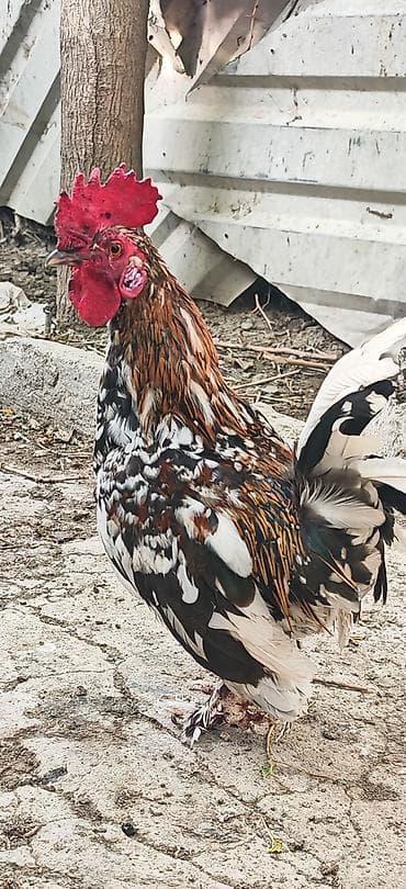 tutuquşu satışı: Yetiwkin damazliq yaponkalardi cox xirda novdu fere yumurtlayir tek — 6