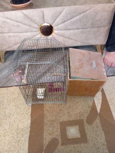 sumqayit qəfəs: Metal qəfəs, quş saxlamaq üçün nəzərdə tutulub. Qəfəsin içərisində yem — 3