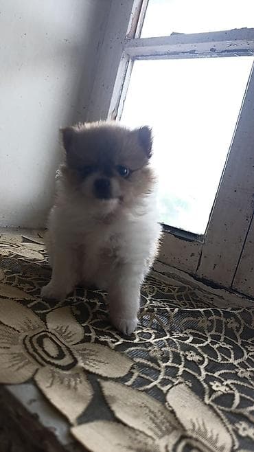 it satan: Şpitz, 1 ay, Dişi, Sənədli, Ünvandan götürmə — 1