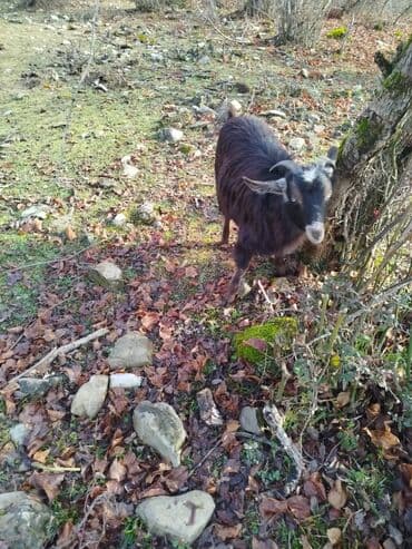 Qara tüklü, qıvrım yunu olan buzuqbuynuz yerli keçi - Rəng: qara