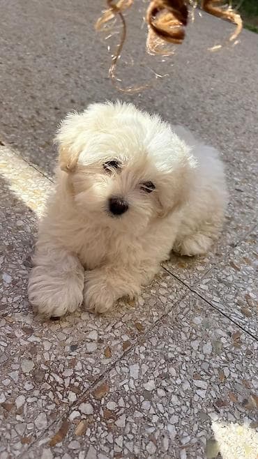 hindusqa satisi: Pudel, 1 ay, Erkek — 3