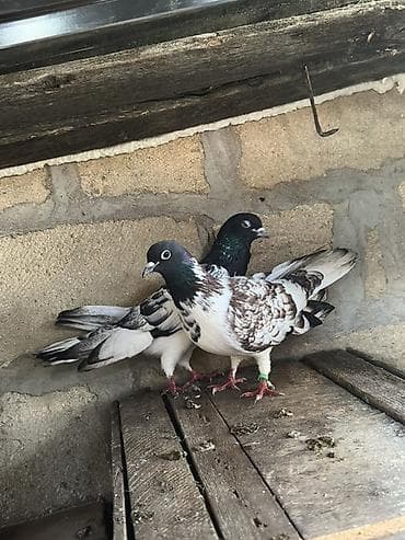 Növ: Göyərçin cütü (bəzək/oyun) Rəng: Qarışıq naxışlı – Qara baş — 2