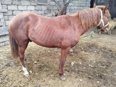 Digər kənd təsərrüfatı heyvanları: Cins: yerli tip at Rəng: qızılı-kəhvəyi (sinəsində kiçik ağ ləkə), sağ — 5