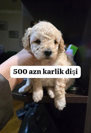 barter itle: Pudel — 2