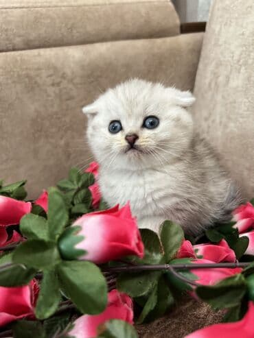 Şotland, Erkək, Dişi, Yaxşı əllərə, Ünvandan götürmə, Ödənişli çatdırılma, Rayonlara çatdırılma lalafo.az -da Şotland, Erkək, Dişi, Yaxşı əllərə, Ünvandan götürmə, Ödənişli çatdırılma, Rayonlara çatdırılma