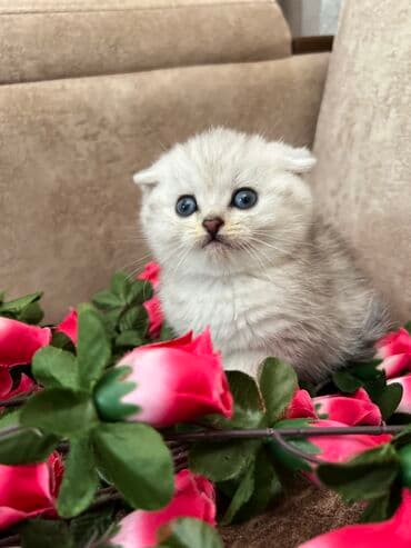 pişik geyimi: Şotland, Erkək, Dişi, Yaxşı əllərə, Ünvandan götürmə, Ödənişli çatdırılma, Rayonlara çatdırılma — 1