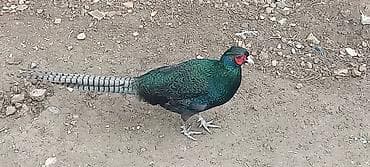 kənd xoruzu: Xoruz, il: 1, Ödənişli çatdırılma — 3