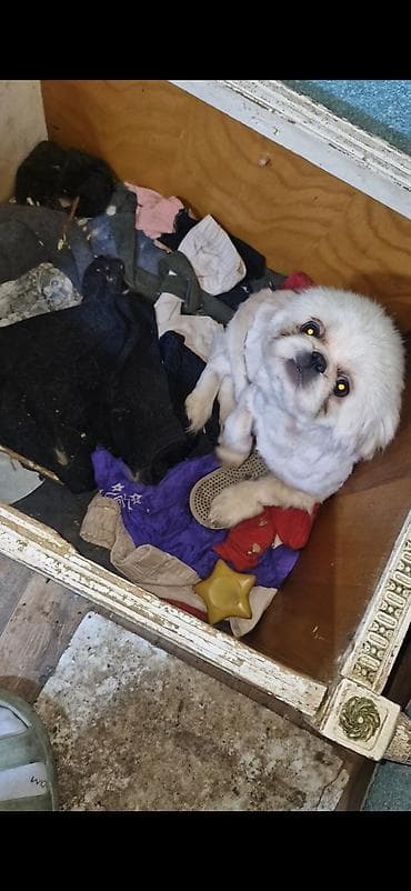 inek od dasi: Pekines — 3