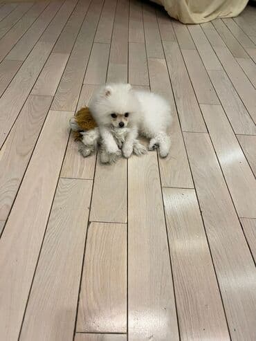 отдам в добрые руки шпица: Təmiz cins Pomeranian Spitz balası. Doğum tarixi: 12.11.2024. Çipli — 6