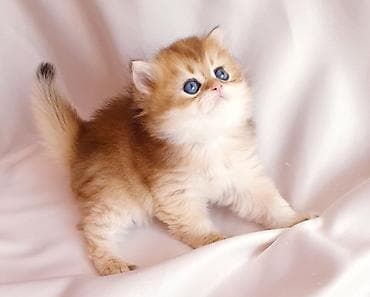 pişiy: Şotland — 4