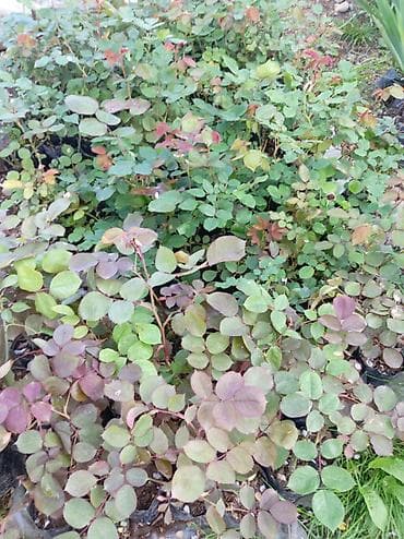 uzum tingi: Qızılgül (Rosa) tingi – qara polietilen kisədə, kökləri torpaqla — 5