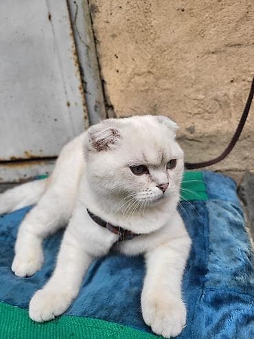 ağ pisik: Şotland yastı qulaq — 2