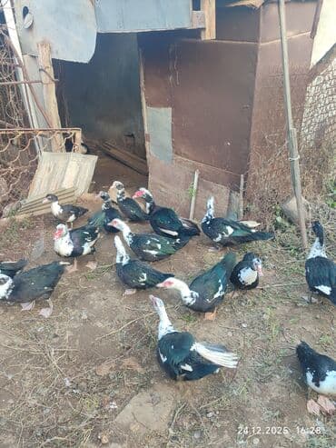 Eşşəklər: Dişi, | Lal ördək, Ətlik — 8