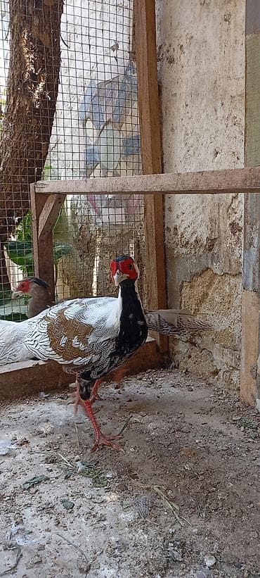 tuk tuk az: Gümüş Fazan cütü - Növ: Gümüş fazan (Silver Pheasant), 1 erkək və 1 — 2