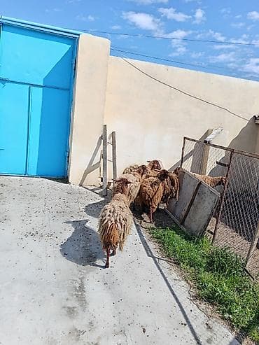 boz kurt sekilleri: Dişi, Qala, il: 1, 50 kq, Damazlıq, Ünvandan götürmə — 6