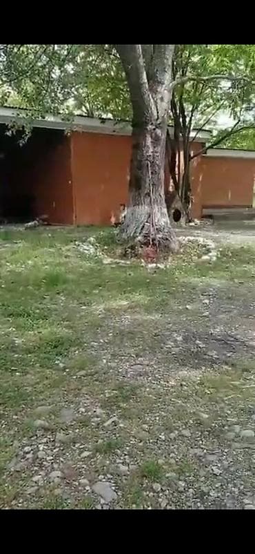 Bağ evləri: Qəbələ, 2000 kv. m, 15 otaq, Hovuzsuz — 4