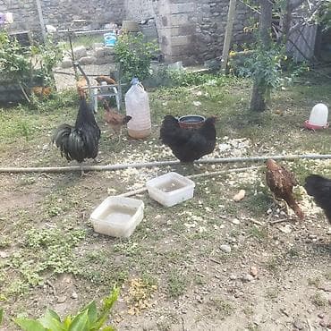 o şamo: Toyuq, Damazlıq — 1