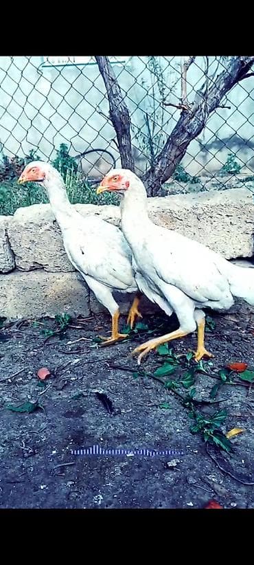 qax heyvan bazar: Toyuq, Damazlıq — 3