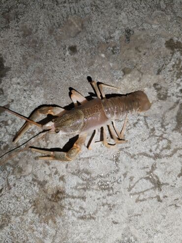 Süd məhsulları və yumurtalar: Məhsul: Canlı xərçənglər (çay xərçəngi) Təsvir: - Təzə tutulmuş çay — 1