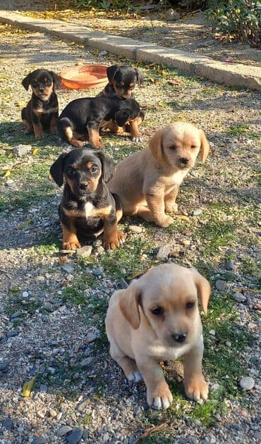 sotland pisik satisi: Çixuahua, 2 ay — 2