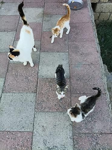 qurdbasar it: Tabbi, Yaxşı əllərə — 8