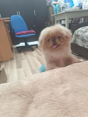 pekinis it: Pekines, 5 ay, Erkek, Peyvəndli, Ünvandan götürmə — 3