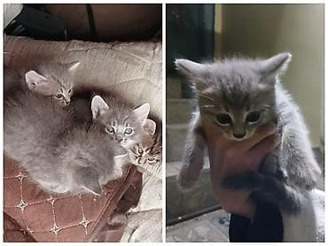 Şotland, Erkək, Dişi, Yaxşı əllərə, Ünvandan götürmə