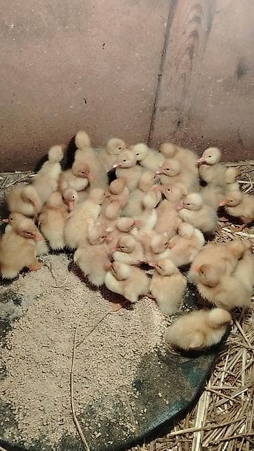 qaqa ordeyi: 4gunuy Pekin ördəy balası var satıq xacmazda vasapa yaz 0554626380 — 1