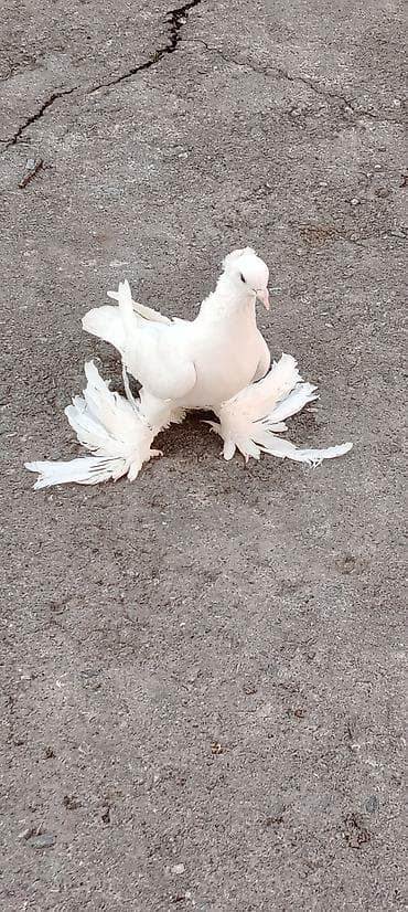 Erkəy Göyərçin Satılır