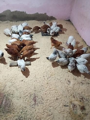 Toyuq cücələri, Damazlıq lalafo.az -da Toyuq cücələri, Damazlıq