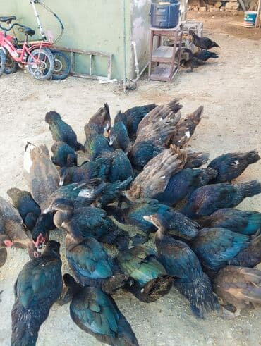 ördək balası və cücə: Zumrudu ordek balalar satilir.qiymet cutune ayidi bu yayin balalaridi — 4