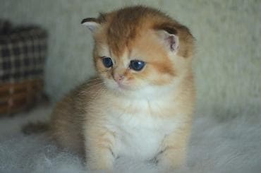 ag pişik: Открыта бронь на британских котят золотого окраса. Котята — 3