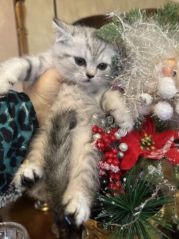 шотландские вислоухие коты: Шотландская — 1