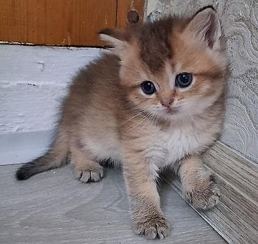 erkek qaz: Qızıl şinşilla, Erkək, Yaxşı əllərə, Ünvandan götürmə, Ödənişli çatdırılma — 3