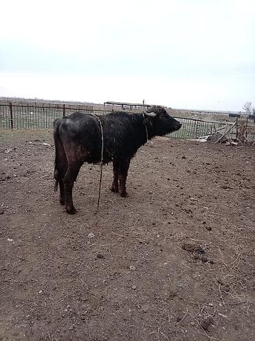 bakida it barinagi: Məhsul: Camış (erkək) Təsvir: - Qara tüklü, qısa buynuzlu yerli — 4