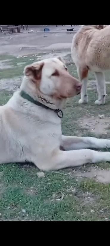 pudil it: Qafqaz çoban iti, Dişi — 4