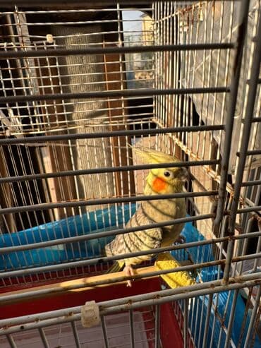 клетка для птиц: Nymph paraket (cockatiel) – quş qəfəsi ilə - Növ: Nymph paraket — 2