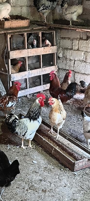 susar qusu: Xoruzlar satılır. Kənd şəraitində təbii yemlə bəsləniblər. vaksin — 2