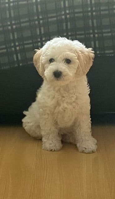 it yalı: Pudel, 2 ay, Erkek — 2