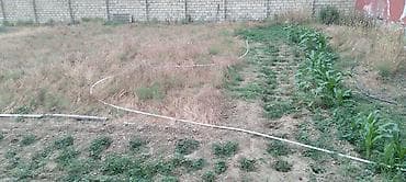 meyvə ağacı: Nar ağacı və kiçik bağ sahəsi - Meyvə ağacı: Nar (şəkildə bol — 8