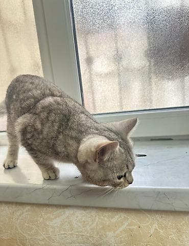 cins pisik satisi: Tabbi, Dişi — 2