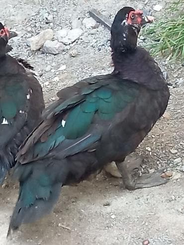 lal ördək: Musk ördəkləri (qara-yaşıl parıltılı lələklər, qırmızı üz — 3