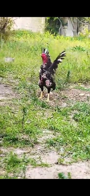 sıqaret: Sentyabrda 2yasi olacaq gözəl usulu döyüşü var türk yapon sintezi — 3